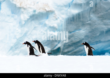 Antarktis - Drei Gentoo Penguins gehen auf einem schmalen Ice Shelf auf der Küstenlinie von Cuverville Island auf der Antarktischen Halbinsel. Stockfoto