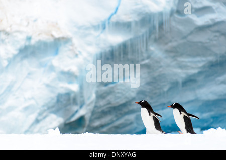 CUVERVILLE ISLAND, Antarktis – Ein Paar Gentoo-Pinguine (Pygoscelis papua) versammeln sich auf einem schmalen Schelfeis entlang der Küste von Cuverville Island vor der Westküste der Antarktischen Halbinsel. Diese Szene veranschaulicht die Anpassung der Pinguine an die eisige Küstenumgebung und ihre Nutzung von Eisformationen als Ruhe- und Transitgebiete. Stockfoto