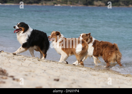 Hund Australian Shepherd / Aussie drei Erwachsene verschiedene Farben zu Fuß am Strand Stockfoto