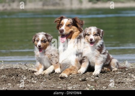 Hund Australian Shepherd / Aussie Erwachsenen- und zwei Welpen (red Merle) am Rande eines Sees Stockfoto