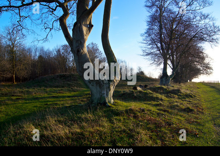 Große gemeinsame Buche (Fagus Sylvatica) an neolithischen neue King Barrows, in der Nähe von Stonehenge, Wiltshire, England Stockfoto