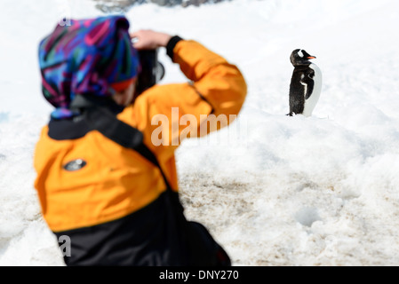 NEKO HARBOUR, Antarktis – Ein Gentoo-Pinguin (Pygoscelis papua) scheint für einen Fotografen an der Küste des Neko Harbour auf der Antarktischen Halbinsel zu posieren. Stockfoto