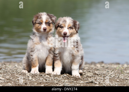 Hund Australian Shepherd / Aussie zwei Welpen (red Merle) sitzen am Rande eines Sees Stockfoto