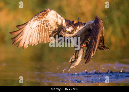 Fischadler fangen Regenbogenforellen Stockfoto