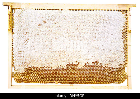 Honig in der Wabe Stockfoto