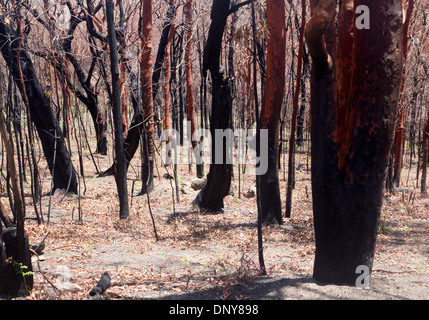 Nachwirkungen des Bushfire (ein Monat nach Brand) mit verbrannte Baumstämme im Eukalyptuswald New South Wales NSW Australia Stockfoto