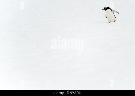 PETERMANN ISLAND, Antarktis – Ein einsamer Gentoo-Pinguin (Pygoscelis papua) wackelt durch die schneebedeckte Landschaft der Petermann Island vor der Westküste der Antarktischen Halbinsel. Diese Insel beherbergt die südlichste Kolonie von Gentoo-Pinguinen der Welt, die sich den Lebensraum mit Adelie-Pinguinen, Robben und verschiedenen Seevögeln teilen. Stockfoto