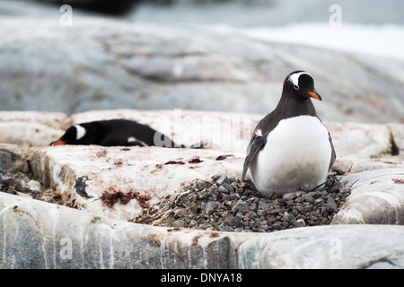 Pinguin auf Nest auf Petermann-Insel Antarktische Halbinsel | PETERMANN-INSEL, Antarktis — Ein Pinguin brütet auf einem Stein nest auf der Petermann-Insel im Wilhelm-Archipel südlich des Lemaire-Kanals vor der westlichen Antarktischen Halbinsel, während ein zweiter Vogel in der Nähe ruht. Pinguine bauen Nester aus Steinen, die oft von benachbarten Nestern gestohlen werden, in einer der südlichsten Brutkolonien der Art auf der Halbinsel. Die Kolonie liegt in der Nähe einer der nördlichsten Adélia-Kolonien, eine Nähe von Interesse, da die rasche Erwärmung der Halbinsel die Verbreitungsgebiete beider Arten verschiebt. Stockfoto