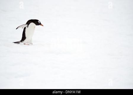 Antarktis - ein einsamer Gentoo Pinguin Spaziergänge unbeholfen auf dem Schnee an Petermann Island in der Antarktis. Petermann Island ist die südlichste Kolonie der Welt von Gentoo Penguins. Sie teilen sich die Küstenlinie mit Adelie Pinguine und Robben sowie andere Seevögel. Stockfoto