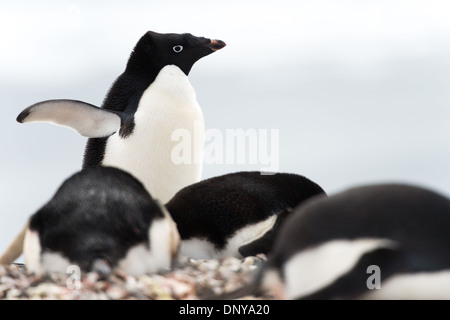 Adeliepinguine am felsigen Ufer der Petermann-Insel Antarktis | PETERMANN-INSEL, Antarktis — Adeliepinguine (Pygoscelis adeliae) versammeln sich am felsigen Ufer, ein Vogel hebt einen Flügel, während andere ihre Nester zwischen den Kieselsteinen pflegen. Adélies sind eine von nur zwei Pinguinarten, die ausschließlich in der Antarktis brüten, und die Petermann-Insel beherbergt eine der nördlichsten Kolonien der Art auf der Halbinsel, nahe dem Rand ihres Brutgebiets. Stockfoto