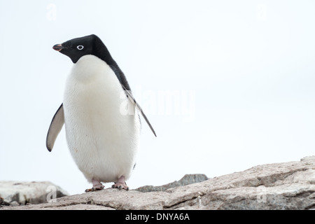 Adeliepinguin am felsigen Ufer der Petermann-Insel Antarktis | PETERMANN-INSEL, Antarktis — Ein einzelner Adeliepinguin steht auf felsigem Boden, sein schwarz-weißes Gefieder und der markante weiße Augenring sind deutlich sichtbar. Adeliepinguine sind eine von nur zwei Pinguinarten, die ausschließlich innerhalb des antarktischen Kreises brüten, und die Kolonie auf der Petermann-Insel liegt nahe dem nördlichen Rand des Brutgebiets der Art auf der Halbinsel. Die Langzeitüberwachung hier verfolgt, wie die Population auf den Klimawandel reagiert. Stockfoto