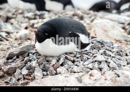 Antarktis - Adelie Pinguine brüten an einem rookery auf Petermann Island in der Antarktis. Stockfoto