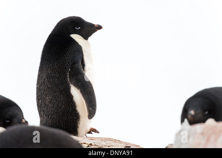 PETERMANN ISLAND, Antarktis – Eine Gruppe von Adelie-Pinguinen (Pygoscelis adeliae) steht am felsigen Ufer der Petermann Island vor der Westküste der Antarktischen Halbinsel. Diese robusten Vögel, bekannt für ihr charakteristisches Smoking-ähnliches Aussehen, sind häufige Bewohner der antarktischen Küste und der benachbarten Inseln. Stockfoto