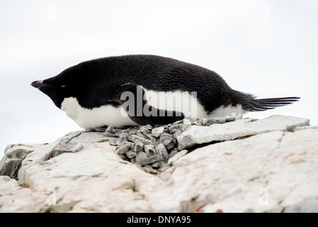 Adelie Penguin auf Rock Nest Petermann Island Antarktis / PETERMANN ISLAND, Antarktis — ein Adélie-Pinguin (Pygoscelis adeliae) liegt auf seinem Felsnest auf Petermann Island, im Wilhelm-Archipel südlich des Lemaire-Kanals vor der westlichen Antarktischen Halbinsel. Der sorgfältig angeordnete Hügel aus kleinen Steinen unter dem Vogel ist charakteristisch für das Brutverhalten der Spezies – ein Neststil, der Eier und Küken über sich schmelzendem Wasser hält während des kurzen antarktischen Sommers. Adélie-Pinguine sind eine von nur zwei Pinguinarten, die ausschließlich auf dem antarktischen Kontinent und seinen Immedi brüten Stockfoto