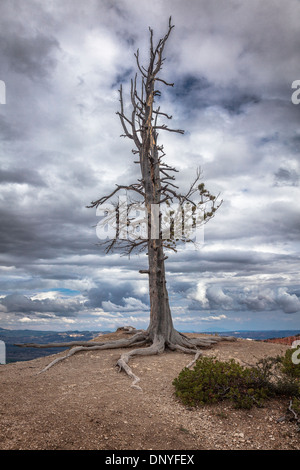 Verbrannten Baum am Rand der Felge im Bryce Canyon, Utah, USA Stockfoto