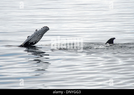 Antarktis - ein buckelwal Wellen ein Fin in Fournier Bucht an der Westküste der Antarktischen Halbinsel. Stockfoto