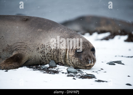 Antarktis - Ein Südlicher See-Elefant liegt im Schnee am Strand auf Livingston Insel im South Shetland Inseln, Antarktis. Stockfoto