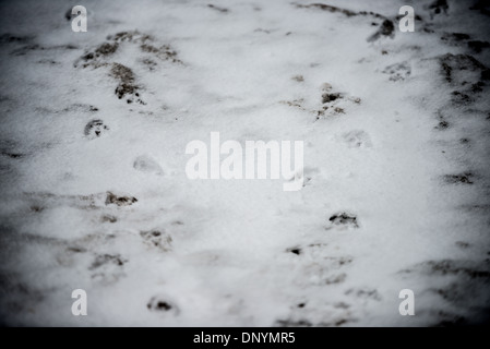 Gentoo-Pinguin-Fußspuren Livingston Island Antarktis // SÜDSHETLAND-INSELN, Antarktis — LIVINGSTON ISLAND, Antarktis — deutliche Fußspuren von Gentoo-Pinguinen (Pygoscelis papua) kennzeichnen den frischen Schnee auf Livingston Island in den südlichen Shetland Islands, Antarktis. Diese Spuren liefern eine klare Aufzeichnung der Pinguinbewegung und -Aktivität in dieser subantarktischen Umgebung. Stockfoto