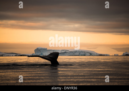 Buckelwal durchbricht die Hughes Bay Antarktische Halbinsel // Ein Buckelwal bricht in der Hughes Bay auf der Antarktischen Halbinsel die Oberfläche gegen das orange Leuchten der untergehenden Sonne. Stockfoto