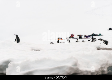 HUGHES BAY, Antarktis – Touristen campen auf Eis und Schnee in der Hughes Bay auf der Antarktischen Halbinsel, während eine Gruppe von Gentoo-Pinguinen (Pygoscelis papua) auf dem Eis nahe dem Ufer des Wassers ruhen. Diese Szene zeigt die einzigartige Konvergenz von menschlichem Abenteuer und Tierwelt in einer der abgelegensten und unberührtesten Umgebungen der Welt. Stockfoto