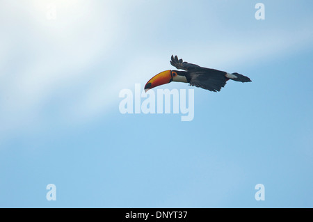 Riesentukan (Ramphastos Toco) im Flug, Jardim da Amazonia Lodge, Mato Grosso, Brasilien Stockfoto