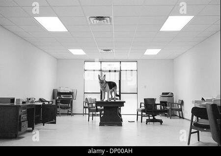 21. Februar 2006; El Paso, TX, USA; (Datei Foto; 1997) Police k-9 "Charlie" nimmt eine spielerische Auszeit während einer meist hektischen Tag.  Obligatorische Credit: Foto von Jerome Brunet/ZUMA Press. (©) Copyright 2006 von Jerome Brunet Stockfoto