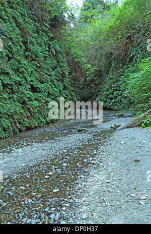 Tausend Farne (Venushaarfarns Aleuticum) säumen den Weg im Fern Canyon in Prairie Creek Redwoods State Park, Kalifornien Stockfoto