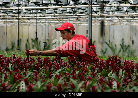 21. April 2006; Fallbrook, Kalifornien, USA; ISRAEL ISLAS MURILLO trimmt die Spitzen der unterschiedlichsten Guzmanie Bromelie, genannt "Red Anton", um sie für den Versand von Olive Hill Gewächshäuser in Fallbrook vorzubereiten. Das Unternehmen ist ein großer Hersteller von Bromelien, Orchideen und Zimmerpflanzen.  Obligatorische Credit: Foto von Laura Embry/SDU-T /ZUMA-Presse. (©) Copyright 2006 by SDU-T Stockfoto