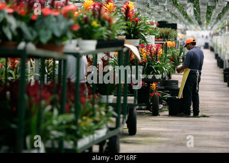 21. April 2006; Fallbrook, Kalifornien, USA; BENJAMIN NICOLAS ROMERO arbeitet unter einem Baldachin von Zimmerpflanzen mit verschiedenen Sorten von Guzmanie Bromelien, sie für den Versand von Olive Hill Gewächshäuser in Fallbrook zu arrangieren. Das Unternehmen ist ein großer Hersteller von Bromelien, Orchideen und Zimmerpflanzen.  Obligatorische Credit: Foto von Laura Embry/SDU-T /ZUMA-Presse. (©) Copyright 2006 by SDU-T Stockfoto