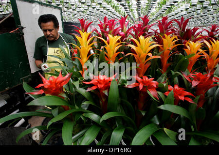 21. April 2006; Fallbrook, Kalifornien, USA; LEOPOLDO CALISTO arbeitet unter einem Baldachin von Zimmerpflanzen mit verschiedenen Sorten von Guzmanie Bromelien, sie für den Versand von Olive Hill Gewächshäuser in Fallbrook zu arrangieren. Das Unternehmen ist ein großer Hersteller von Bromelien, Orchideen und Zimmerpflanzen.  Obligatorische Credit: Foto von Laura Embry/SDU-T /ZUMA-Presse. (©) Copyright 2006 by SDU-T Stockfoto
