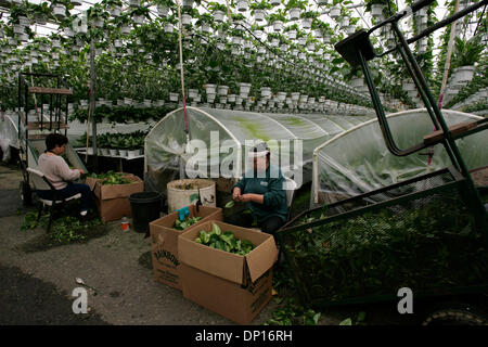 21. April 2006; Fallbrook, Kalifornien, USA; Gewächshaus-Mitarbeiter propagieren Golden Pothos in einem der 11 Gewächshäusern an Olive Hill Gewächshäuser in Fallbrook. Das Unternehmen ist ein großer Hersteller von Bromelien, Orchideen und Zimmerpflanzen.  Obligatorische Credit: Foto von Laura Embry/SDU-T /ZUMA-Presse. (©) Copyright 2006 by SDU-T Stockfoto