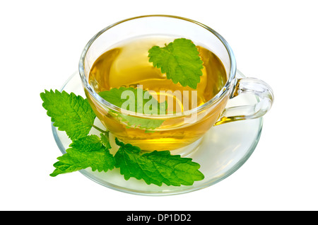 Kräutertee in einer Glas-Tasse und Untertasse, ein Zweig der Brennnessel isoliert auf weißem Hintergrund Stockfoto