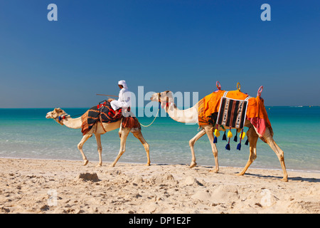 Dubai, Kamel am Jumeirah Strand Stockfoto
