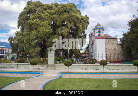 Taxodium Mucronatum und Kirche St. Maria. Tule, Oaxaca. Mexiko Stockfoto