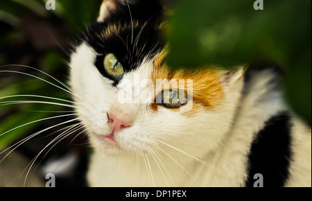 eine Green eyed Katze hinter den Ästen Stockfoto