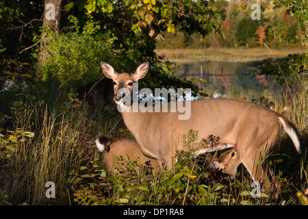 White-tailed Rehkitz Krankenpflege Stockfoto