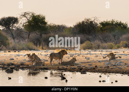 Stolz der Löwen (Panthera Leo) trinken am Wasserloch Klein-Namutoni, Etosha Nationalpark, Namibia Stockfoto