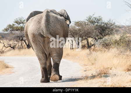 Afrikanischer Bush Elefant (Loxodonta Africana), von hinten, zu Fuß mit nassen Füßen entlang einer Straße, Etosha Nationalpark, Namibia Stockfoto