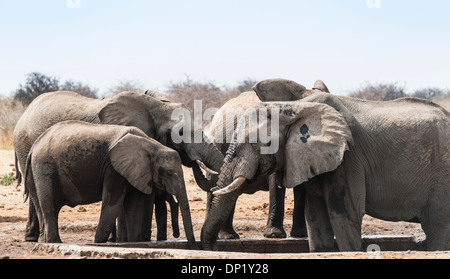 Herde von afrikanischen Bush Elefanten (Loxodonta Africana) trinken am Tsumcor Wasserloch, Etosha Nationalpark, Namibia Stockfoto