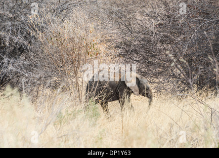 Junger afrikanischer Bush Elefant (Loxodonta Africana) im Busch, Etosha Nationalpark, Namibia Stockfoto