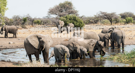 Herde von afrikanischen Bush Elefanten (Loxodonta Africana) im Wasser stehend, beim Trinken, Koinachas Wasserloch Stockfoto