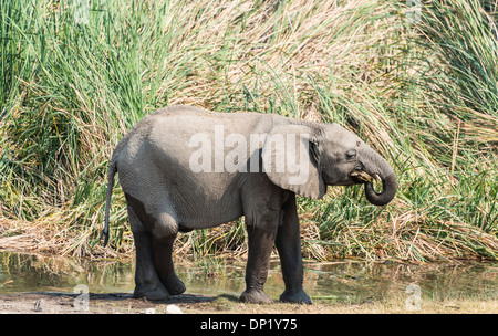 Junger afrikanischer Bush Elefant (Loxodonta Africana) mit nassen Füßen zu Fuß vor Schilf, Koinachas Wasserloch Stockfoto