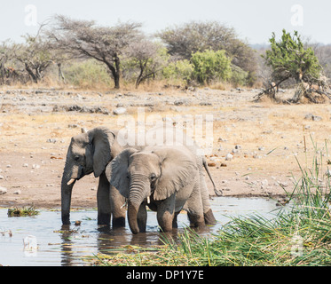 Zwei afrikanischen Bush Elefanten (Loxodonta Africana) im Wasser stehend, beim Trinken, Koinachas Wasserloch, Etosha Nationalpark Stockfoto