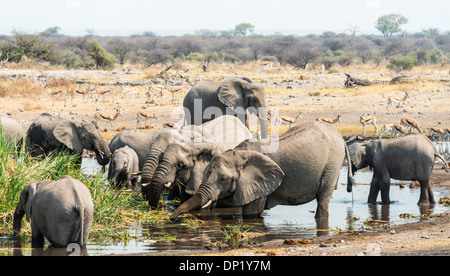 Herde von afrikanischen Bush Elefanten (Loxodonta Africana) trinken in Koinachas Wasserloch, Etosha Nationalpark, Namibia Stockfoto