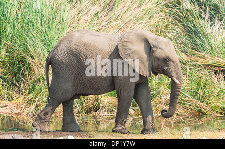 Junger afrikanischer Bush Elefant (Loxodonta Africana) zu Fuß vor Schilf, Koinachas Wasserloch, Etosha Nationalpark, Namibia Stockfoto