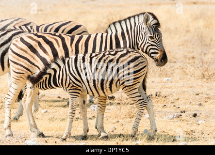 Burchell Zebra (Equus Burchellii), Fohlen Suckling, Etosha Nationalpark, Namibia Stockfoto