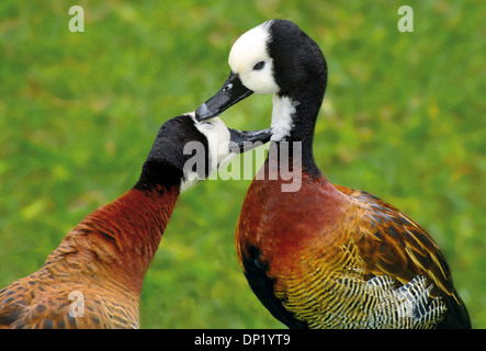 Brasilien, Iguazú Nationalpark: Zwei White-faced Pfeifen Enten (Dendrocygna Viduata) Reinigung gegenseitig Stockfoto