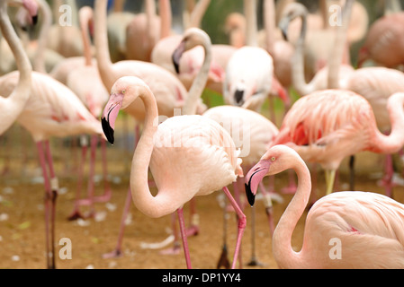 Brasilien, Iguazú Nationalpark: Gruppe von Flamingos (Phoenicopteriformes) im Parque Das Aves Stockfoto