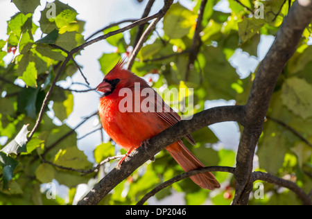 Nördlichen Kardinal (Cardinalis Cardinalis), Central Park, New York City, New York, USA Stockfoto