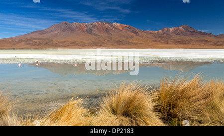 Der See Laguna Hedionda, Potosí Abteilung, Altiplano, Anden-Hochebene, Anden, Bolivien Stockfoto